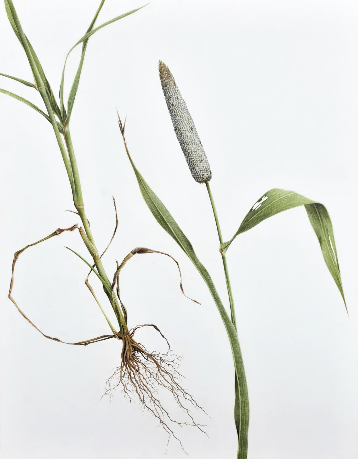 From Soil to Seed - Pennisetum glaucum